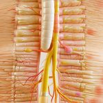 How diet and bladder symptoms are connected on a cellular level