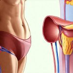 How menstrual cycles affect bladder sensitivity and inflammation