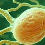 How stress hormones interact with bladder inflammation