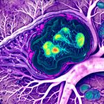 What’s the link between neuroinflammation and bladder health?
